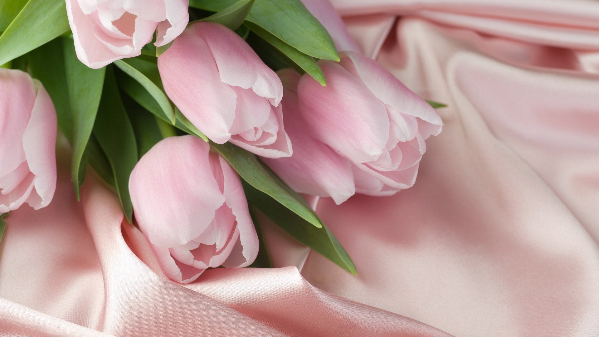 Holidays___International_Womens_Day_Tulips_and_Silk_on_March_8_057386_